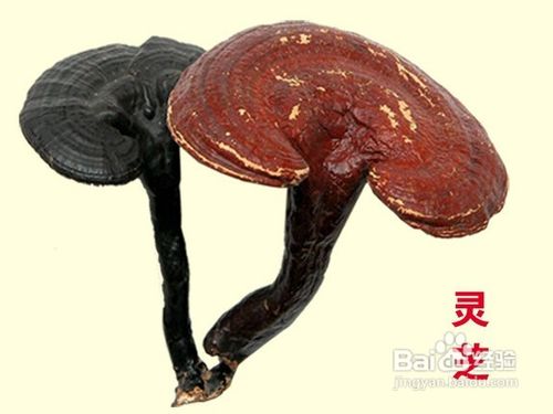 血压高的人应该吃些什么好灵芝降压