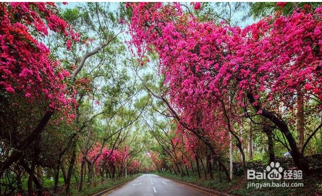 <b>深圳春天赏花攻略 深圳春天去哪里赏花</b>