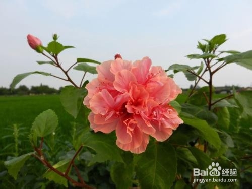 扶桑花怎么修剪