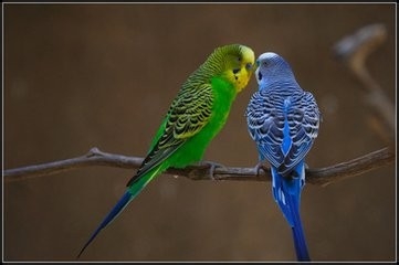 该怎么是家里的“皮皮”过得更开心一些