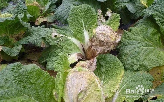 白菜烂根烂心怎样防治?