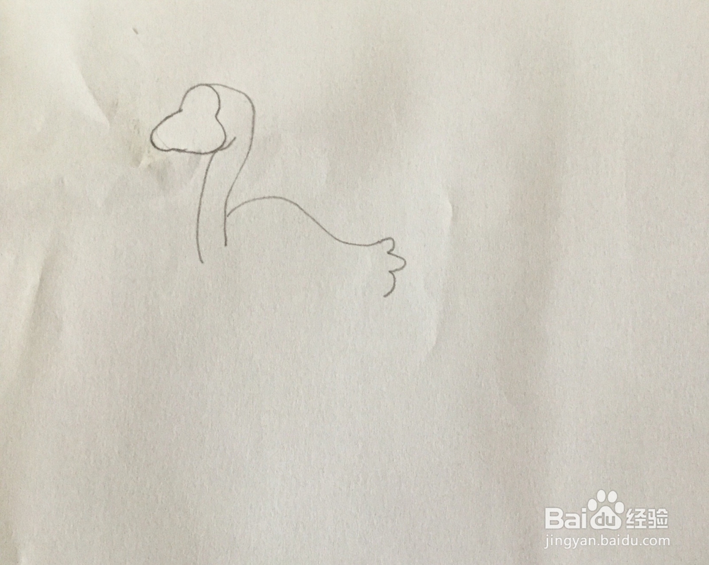 白天鹅简笔画教程