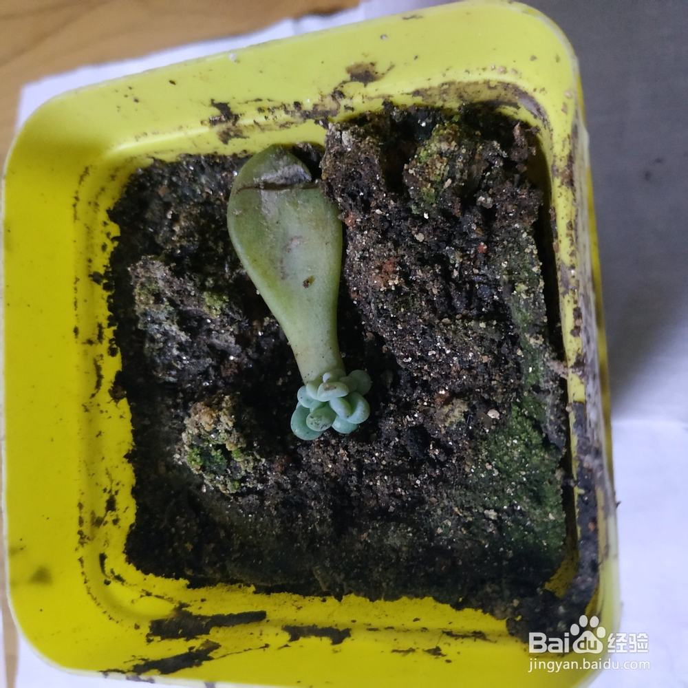 冬天多肉叶片扦插方法