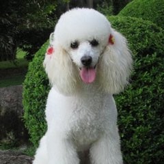 宠物狗的品种有哪些？