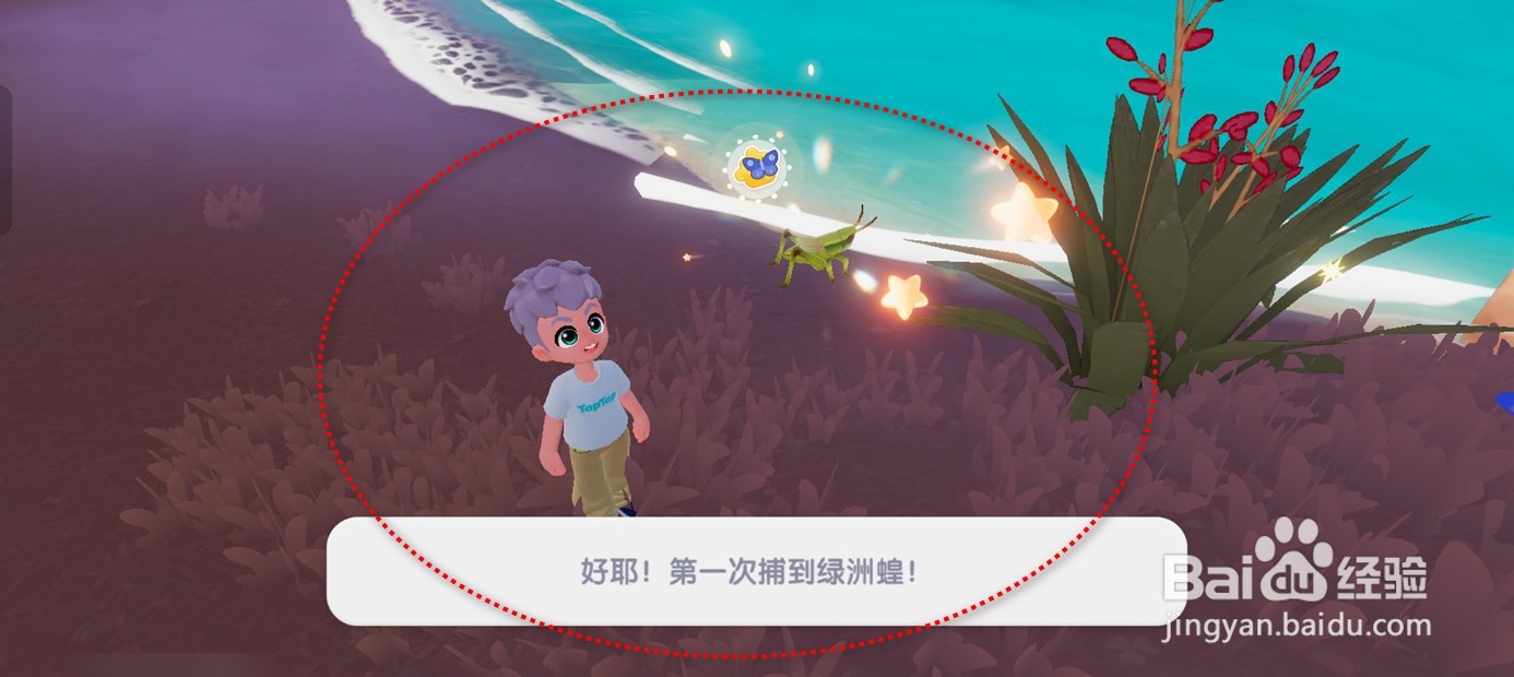 心动小镇在哪里可以捕捉到绿洲蝗