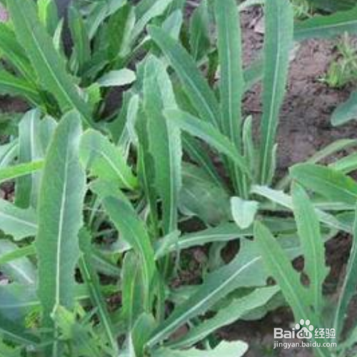 苣荬菜的培育方法和注意事项