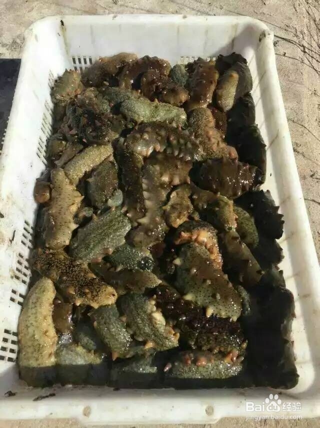 如何挑选海参