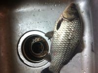 咸鸡蒸鲫鱼如何做