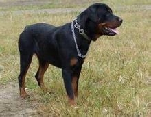 购买狗狗的注意事项