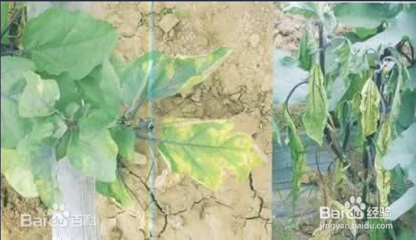 科学治疗茄子黄萎病