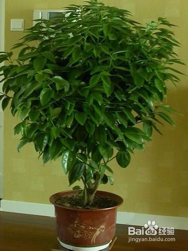 平安树的养殖方法