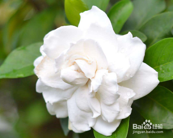 栀子花怎么养殖?