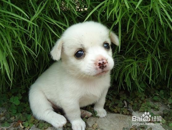 怎样治疗肠易激综合征