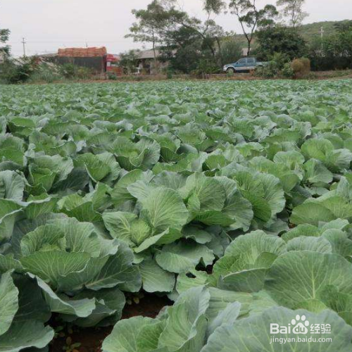 芜菁甘蓝的培育方法和注意事项