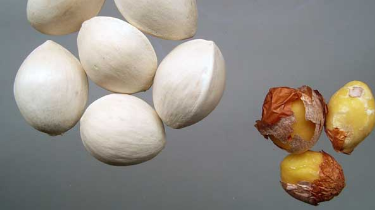 白果去苦味的方法