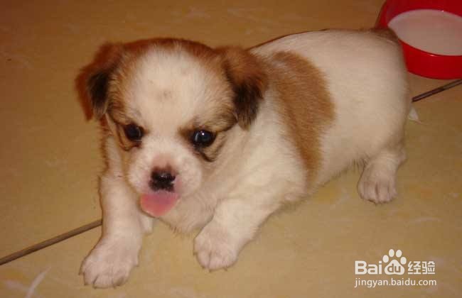 小狗乱拉屎尿怎么办