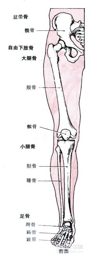 人体腿部骨头结构图图片