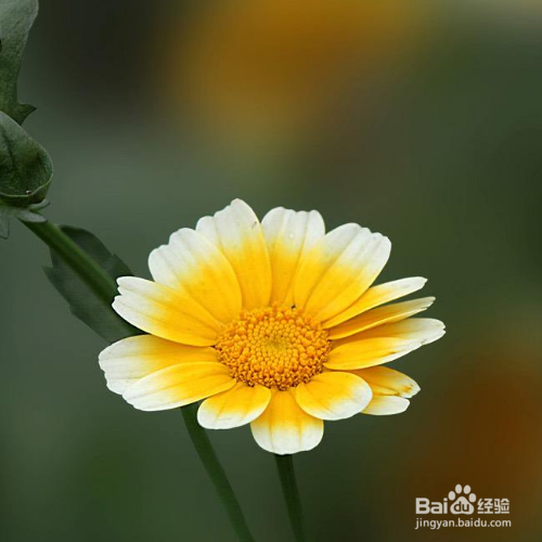 茼蒿花的种殖方法和注意事项