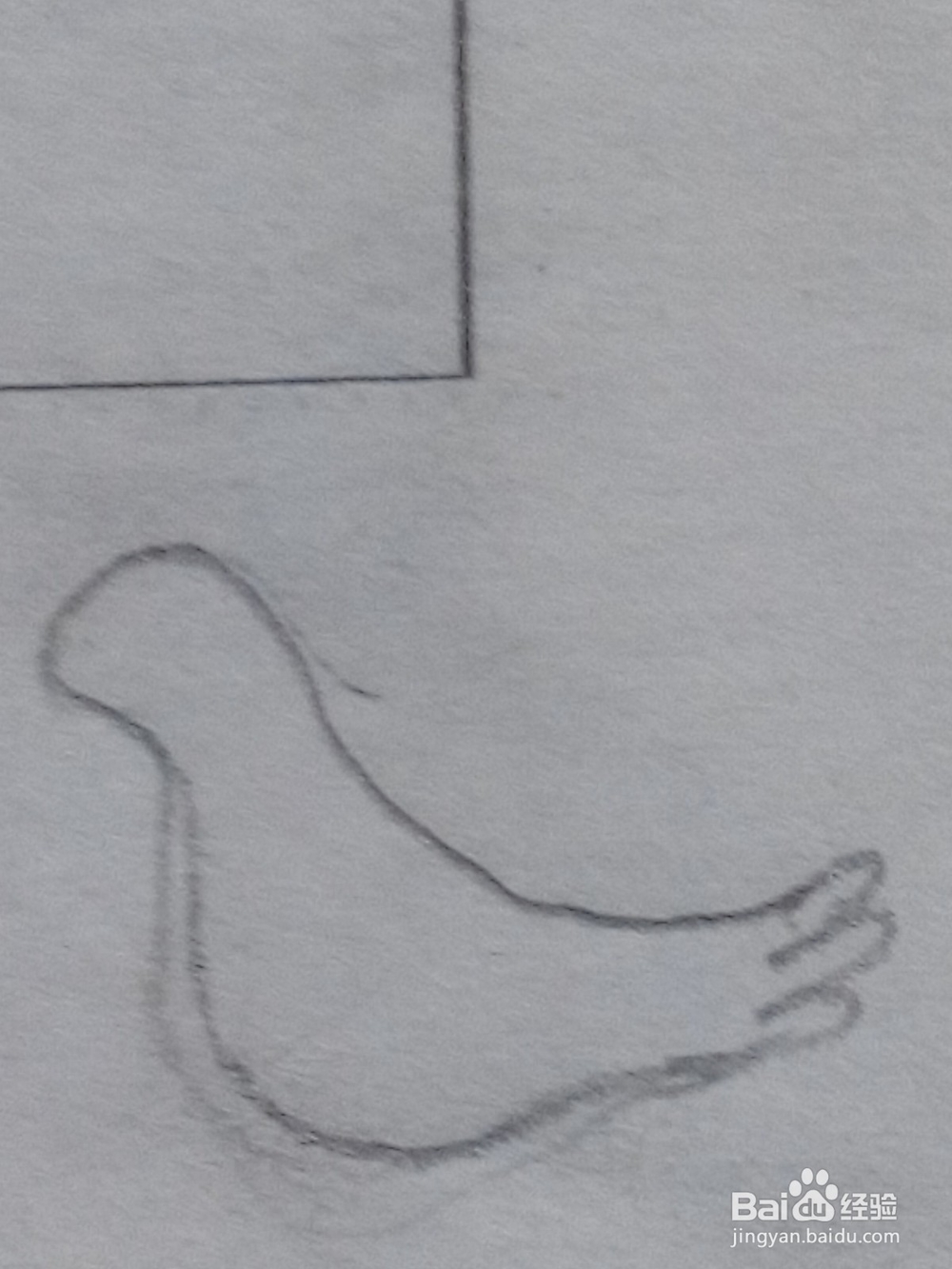 和平鸽怎么画呢14