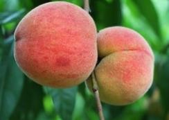 怎么辨别桃子的好坏