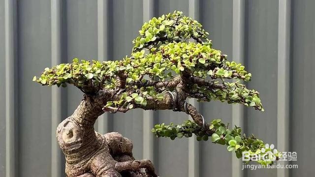 金枝玉叶怎样养老桩