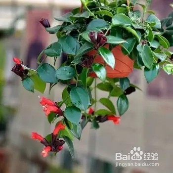 养花施肥技巧，学会了，让花卉生长旺盛