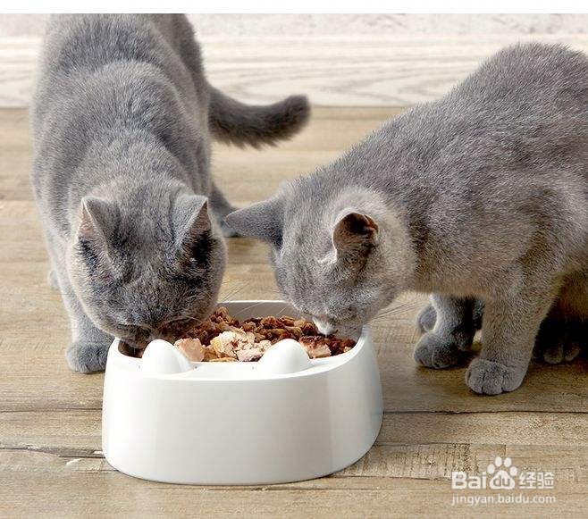 小猫太瘦了怎么才能养胖点