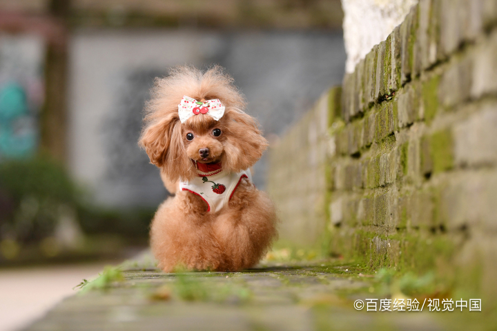 狗狗指甲剪出血了怎么办