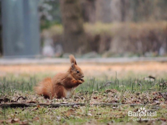 怎么样为松鼠制作一个窝