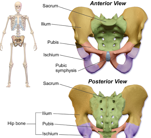 骶尾骨在人体什么部位