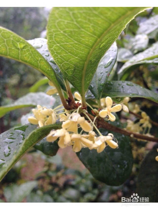 桂香甜糯藕的做法