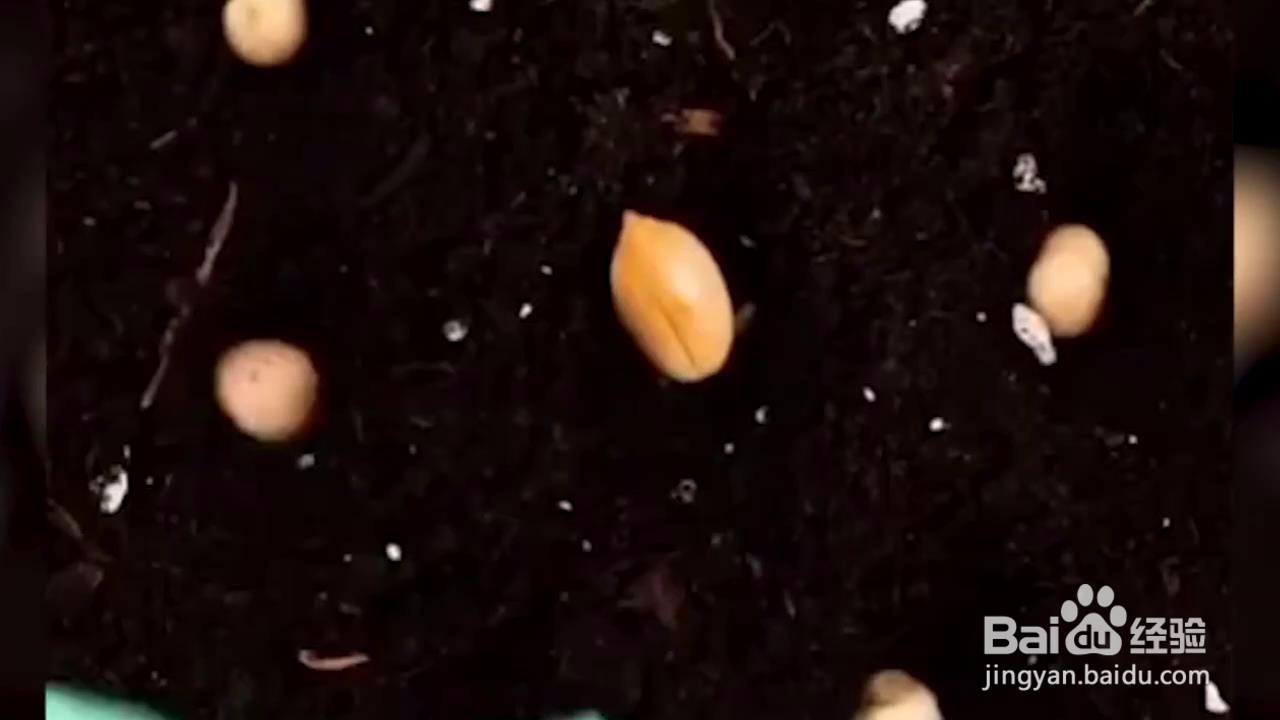 如何在家小范围种菜