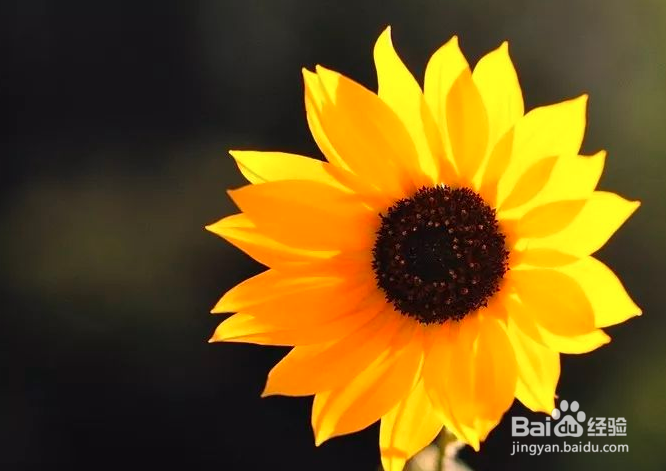 向日葵水养注意事项