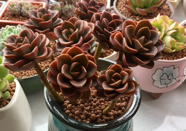 巧克力方砖叶片化水是什么原因