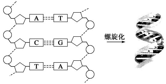 dna分子的结构式是什么-百度经验