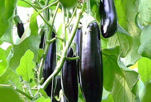 三月可以种什么蔬菜