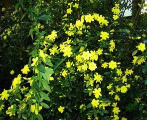 怎样养护盆栽迎春?