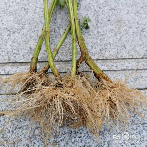 益母草根部发达.