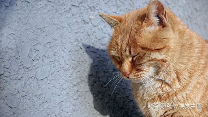 怎么训练橘猫温顺
