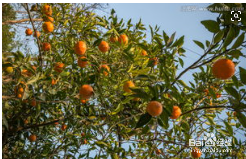 橘子皮有哪些好处