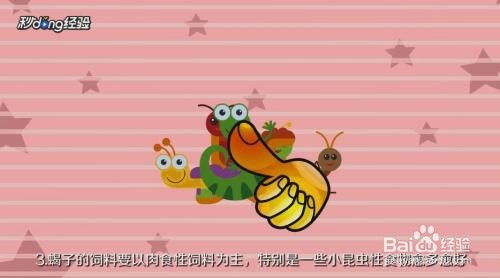 小蝎子生下来该怎么养