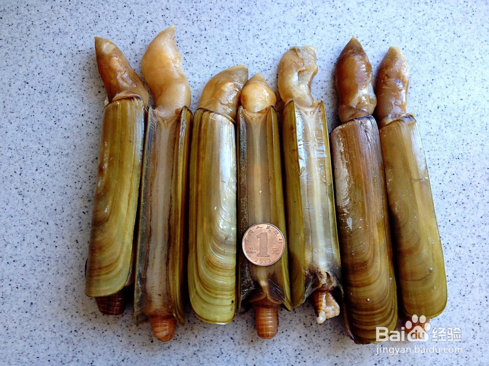 吃货必学美食-爆炒葱姜蛏子皇!