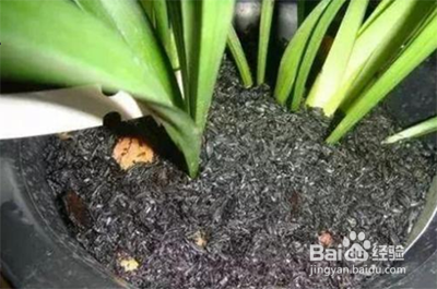 家庭种菜除虫小妙招