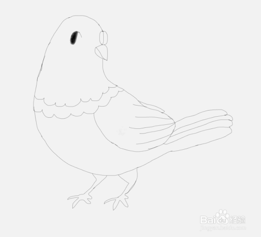 如何教儿童画简笔画鸽子