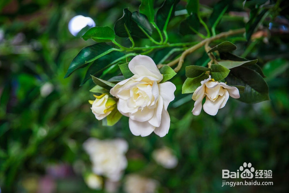 栀子花掉花苞怎么办