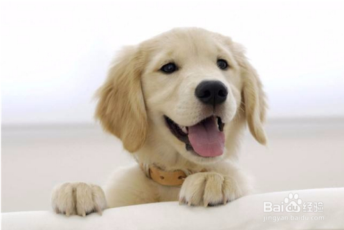 PNZ牧场之味分享如何挑选狗粮