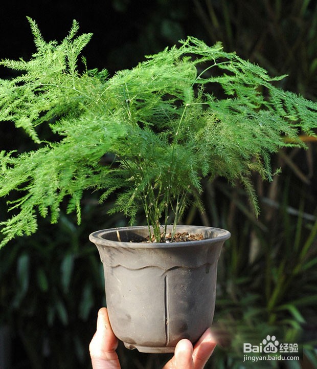 文竹叶子黄了应该怎么办