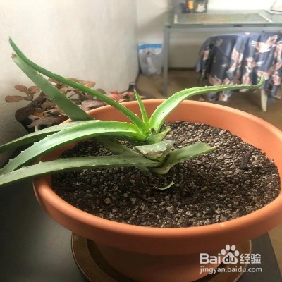 芦荟叶子不断下垂怎么办