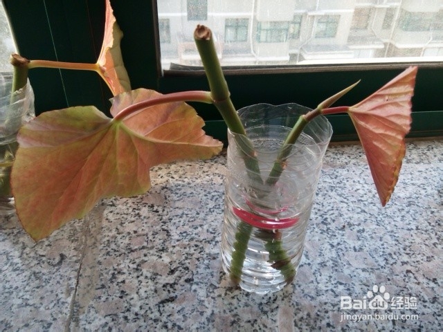 手工DIY:变废为宝：[3]矿泉水瓶变身简洁花瓶