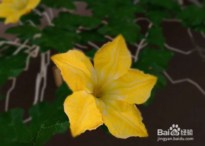 如何种植巨型南瓜